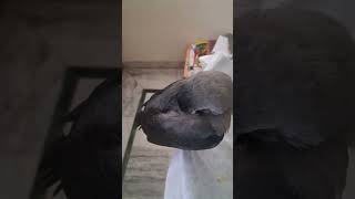 see how crow sleeping
