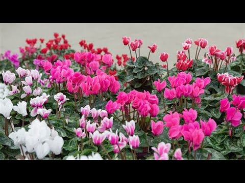 Video: Cyclamen Care: How To Take Care Of Cyclamen Plants