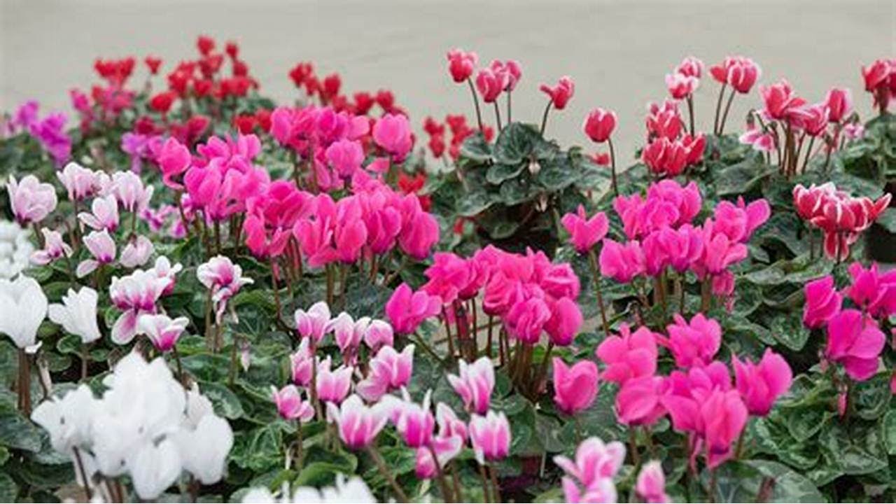 Cyclamen Care How to Take Care of Cyclamen Plants. cyclamen YouTube