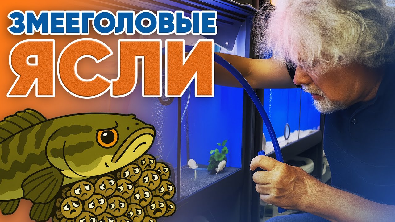Аквариумные истории из ЭКЗОМЕНЮ (25.07.2025). Змееголовые ясли.
