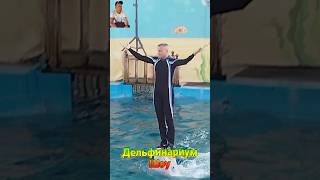 ДЕЛЬФИНАРИЙ "Южная звезда" 🐬#канал #дельфинарий#личная #клип#серега#жизнь#видео #Лазаревское#жизнь