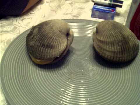 VID-20121119-00029