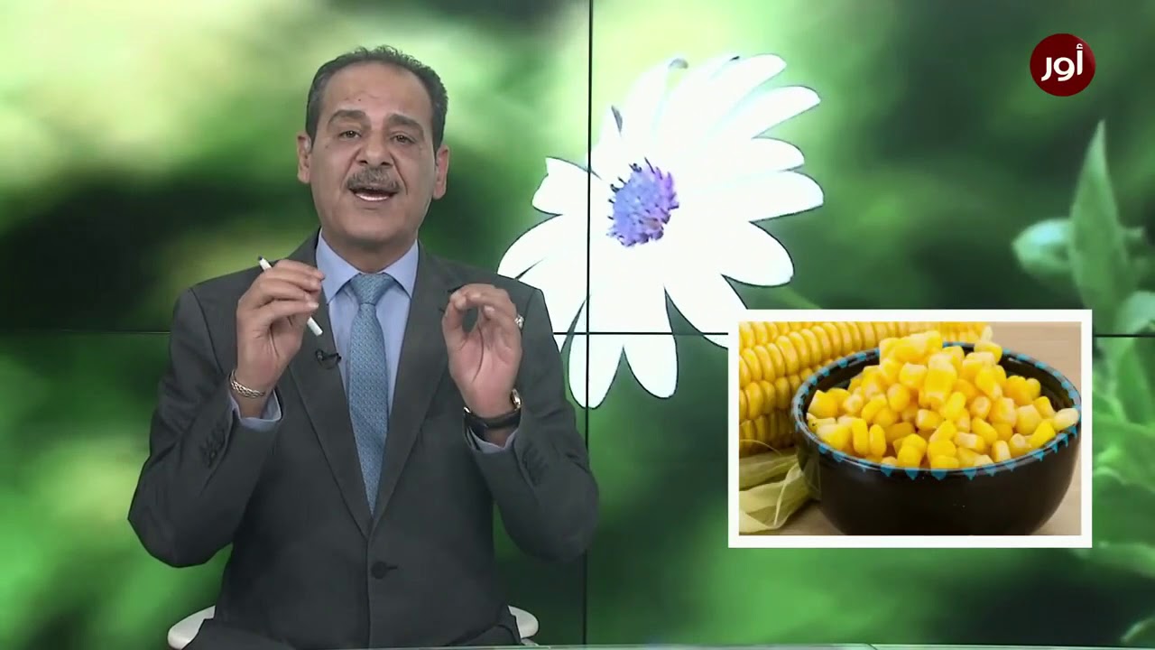 فوائد الذرة وشعر الذرة مع خبير الاعشاب حسن خليفة - جنة الاعشاب