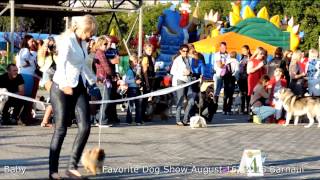 Бэби, Бест, Выставка собак, Фаворит Baby Favorite Dog Show August 16, 2015 Barnaul Бэби, Бест, Выставка собак, Фаворит Baby Favorite Dog Show August 16, 2015 Barnaul