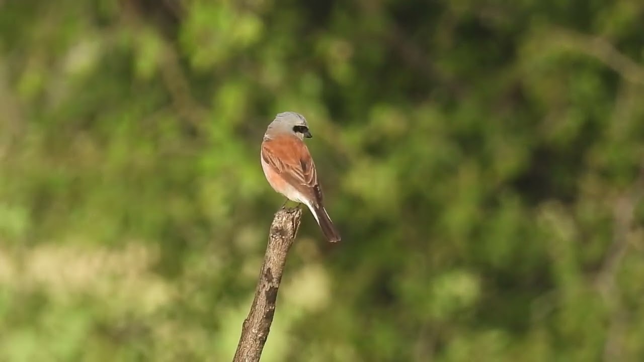 Red backed shrike at close quarters in the morning at Desert National Park, Jaisalmer, Rajasthan