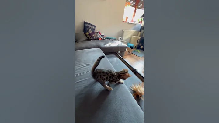 Watch the video about Bengal kitty play with toy