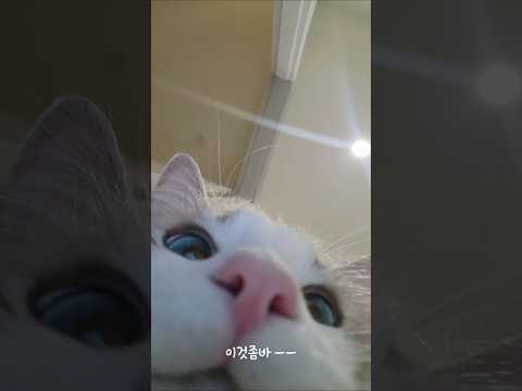 나 싱기하냐 인간들아 #고영희