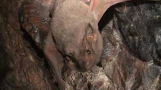 Bats Batter Evolution