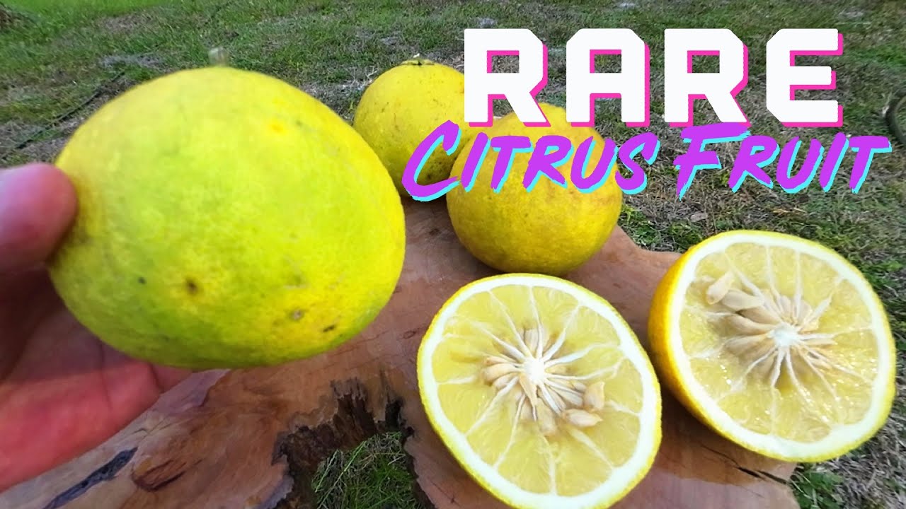 Sacaton Citrumelo 🍋 RARE Cold Hardy ️ Grapefruit x Trifoliate Hybrid