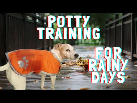 Vídeo: Como treinar seu cão para ir Potty na neve