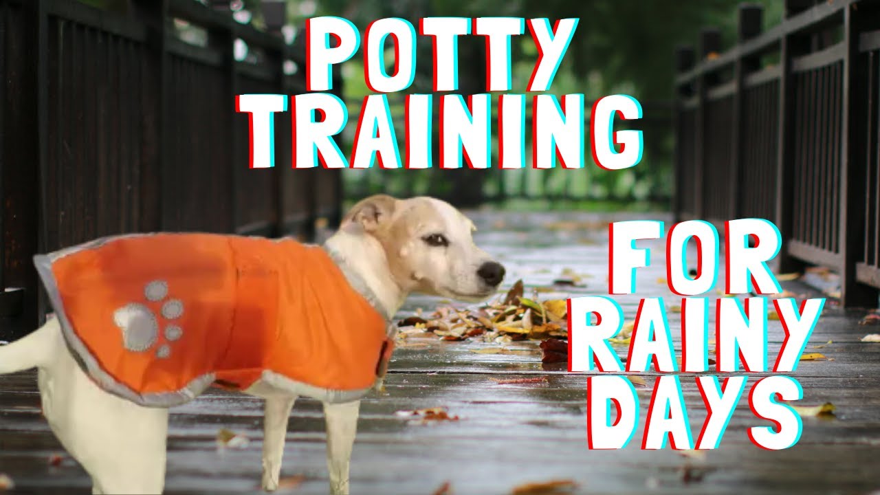 How Do You Toilet Train A Puppy In The Rain
