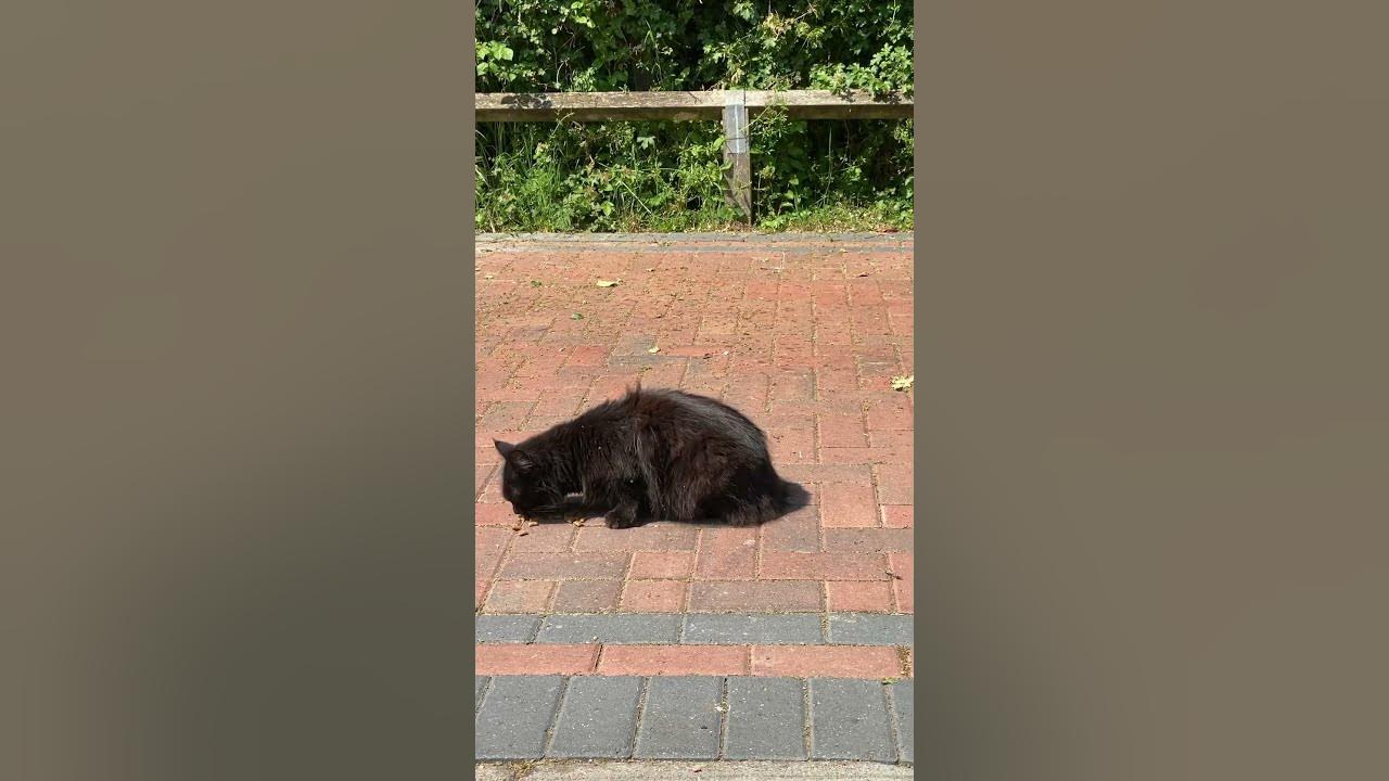are-black-cats-good-luck-uk-shorts-cat-domestic-home-luck