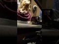 Glen Burnie girl throws food back into Taco Bell drive thru window