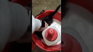 Barn Kitten Sitting inside a Bucket Full of Milk While Drinking