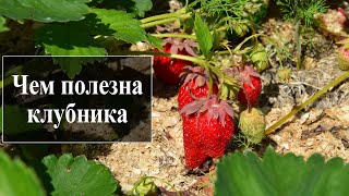 Клубника польза и вред для здоровья