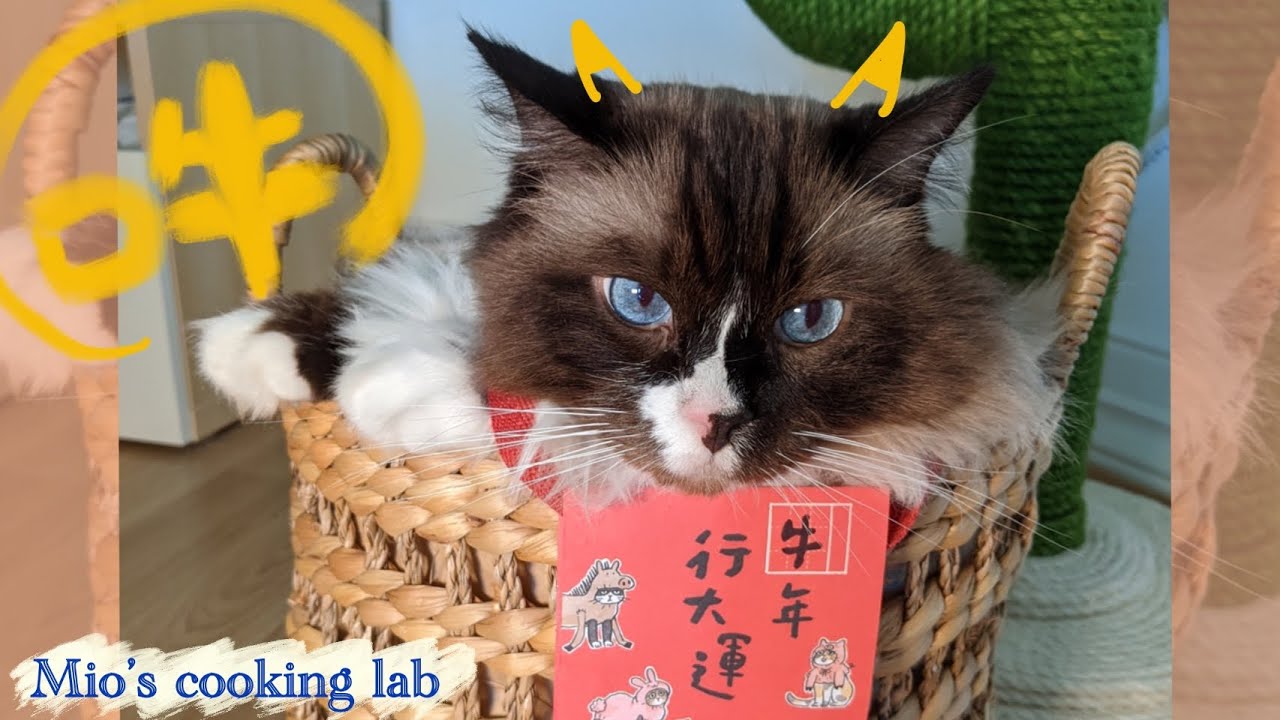 Vlog Ep 3 開箱vetreska仙人掌貓抓柱 可愛爆表的布偶貓拜年 Happy Chinese New Year Youtube
