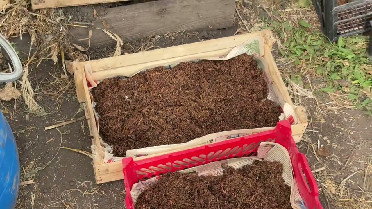 Ферментация Табака 