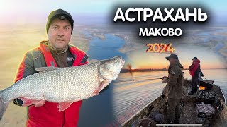 ЗА ХИЩНИКОМ в АСТРАХАНЬ!! Рыбалка в Астрахани 2024. Судак, жерех на спиннинг в Астраханской области