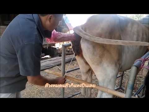 ผสมเทียมวัว อธิบายอย่างละเอียดเพื่อผู้พิการทางการได้ยิน