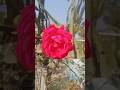 Rooftop Garden #shorts #reels