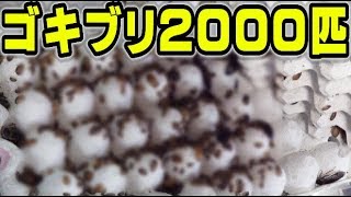 大量のゴキブリをトカゲにあげたら大パニック状態にｗｗｗ【鰐コラボ＃２】