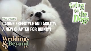 New Challenges for Dogs: Agility, Freestyle & Injuries! - Going To The Dogs | Things We Do For Love