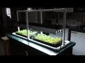 Hydroponic Seed Starting & Simple PVC Grow Light Stand