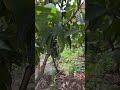 Mango tree#mango #homeplant #usmanfarm# Kaccha Aam