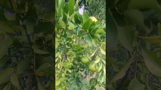 Pé de tangerina. #tangerina #vidanaroça #vidanocampo #frutíferas