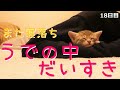 【保護猫】飼い主を寝床にする猫シリーズその４～腕の中が好きすぎる子猫～【生後31日】Kitten sleeping in the arm of a person