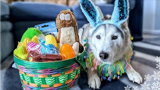 Surprising My Husky With An Easter Basket  Dog Easter Basket Haul