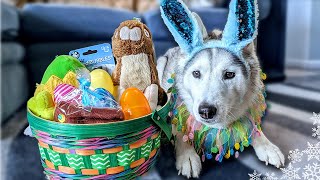 Surprising My Husky With An Easter Basket 🐰 Dog Easter Basket Haul