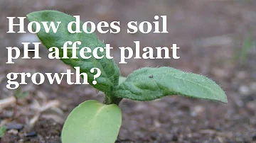 Proč jsou organismy přizpůsobené určitému pH?