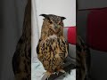 フクロウの鳴き声