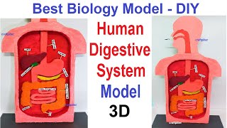 human digestive system model 3d making using cardboard and color paper - diy - simple | craftpiller