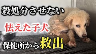 沖縄の保健所から子犬を救出殺処分させない為に私達が出来ること。