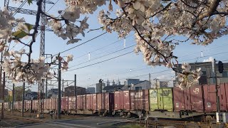 【桜と記念コンテナ】JR貨物 EF210-109号機+コキ24B 新A269仕業[74レ] 東京タ行 小田第三踏切通過！[2024.04.07(日)]