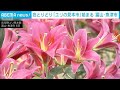 ユリの見本市 始まる 25品種4750本 気に入ったユリは購入可能 富山 魚津市 2025年7月6日 ユリの見本市 始まる 25品種4750本 気に入ったユリは購入可能 富山 魚津市 2025年7月6日