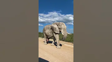 У этого слона что то не так между ног.