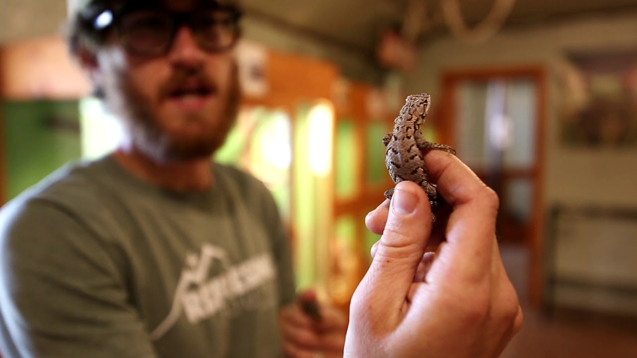 Wildlife Wednesdays - PA Lizards - YouTube