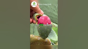 Anh chàng này đang tách vỏ của quả xương rồng.