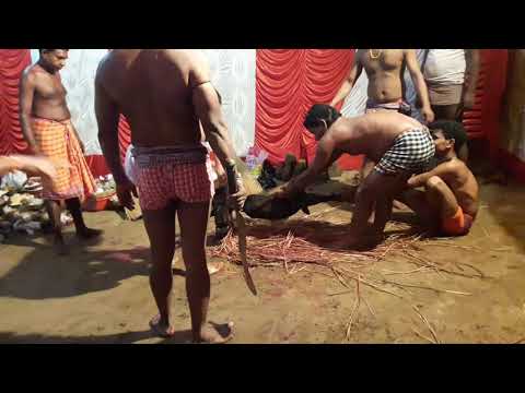 bakri-kat-mansa-puja-jamtara-jharkhand-india-chagol-kaha-meme-kati-मेमे-काटि-मनशा-पूजा-गाना-dj-songs