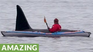 Curious killer whale literally swims beside man in kayak