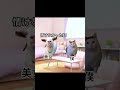 青空は牢屋の窓から見たときに最も美しい。 #猫ミーム