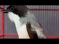 Masteran Cendet Isian Lovebird Ngekek Paling Di Sukai Juri Lomba Cendet Gacor Isian Lovebird Mp3 - Mp4 Download