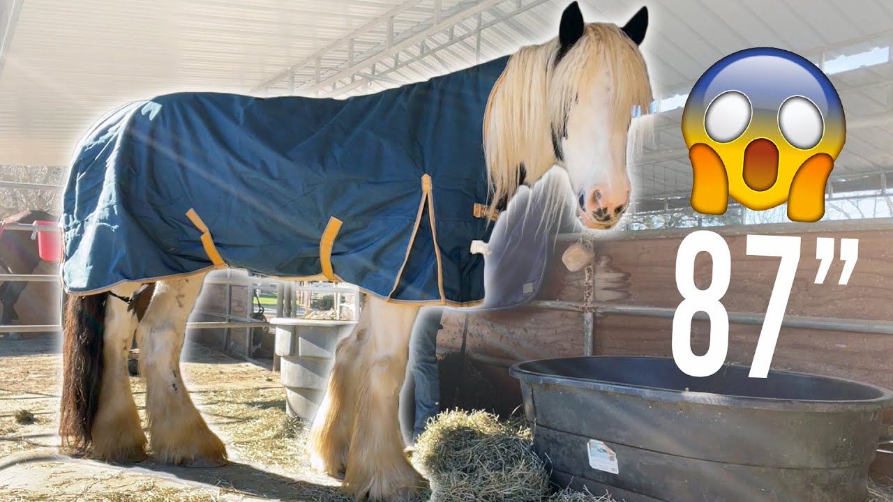 UNBOXING the SmartPak ULTIMATE Turnout Blanket! YouTube