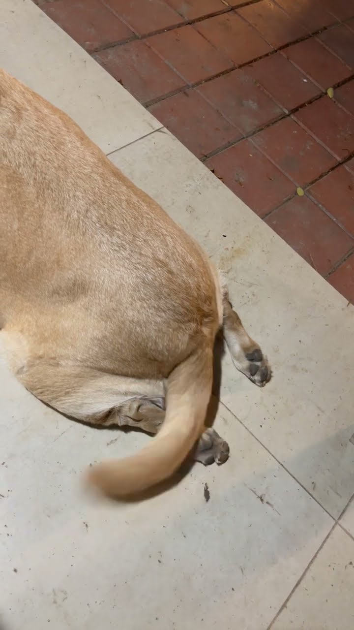 Stella Likes Being Called a Good Girl || ViralHog