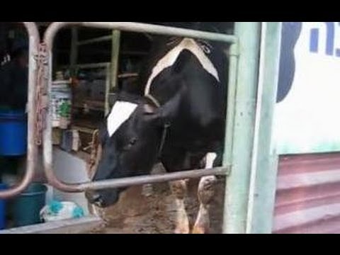 תהליך חליבת פרות - מחלבת טרה, משק ברגר מושב כפר הס