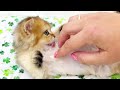 Warning‼️ A little kitten is playing with her owner&#39;s fingers | Funny kittens