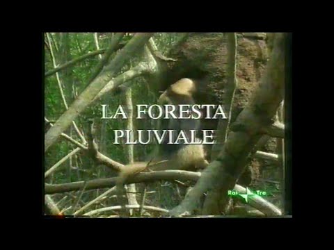 Video: Quali sono le piante dominanti nella foresta pluviale tropicale?